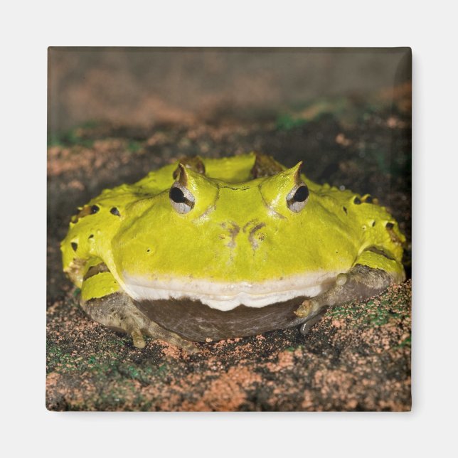 Brazilian Horn Frog, Ceratophrys cornuta, 2 Magnet (Front)