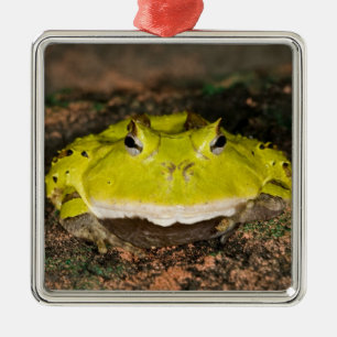 Brazilian Horn Frog, Ceratophrys cornuta, 2 Metal Tree Decoration