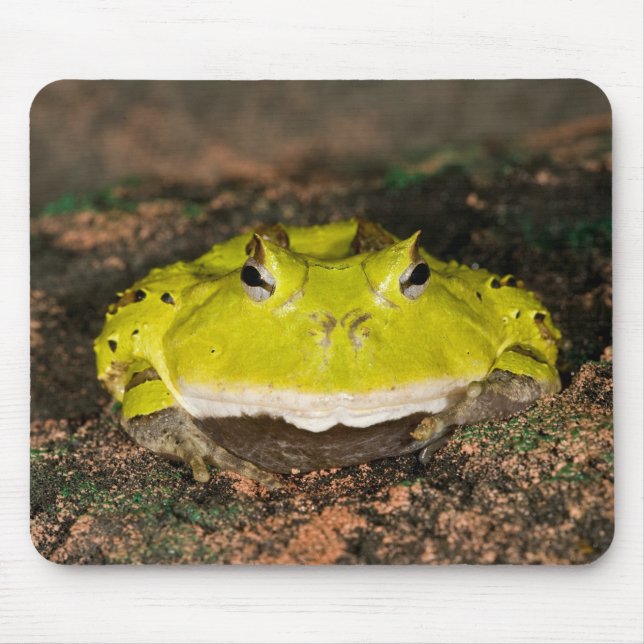 Brazilian Horn Frog, Ceratophrys cornuta, 2 Mouse Pad (Front)