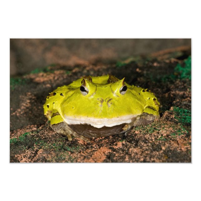 Brazilian Horn Frog, Ceratophrys cornuta, 2 Photo Print (Front)