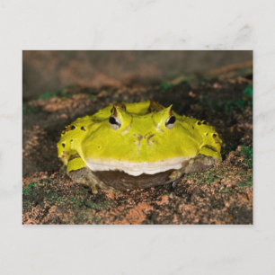 Brazilian Horn Frog, Ceratophrys cornuta, 2 Postcard