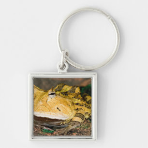 Brazilian Horn Frog, Ceratophrys cornuta, 3 Key Ring