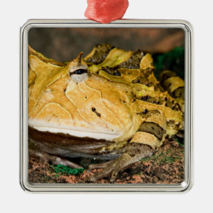 Brazilian Horn Frog, Ceratophrys cornuta, 3 Metal Tree Decoration