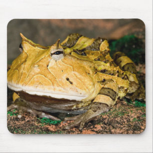 Brazilian Horn Frog, Ceratophrys cornuta, 3 Mouse Pad