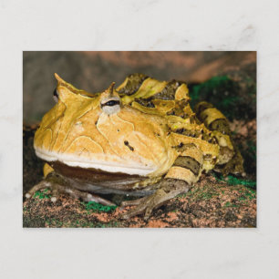 Brazilian Horn Frog, Ceratophrys cornuta, 3 Postcard