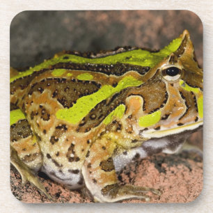 Brazilian Horn Frog, Ceratophrys cornuta, Native Coaster