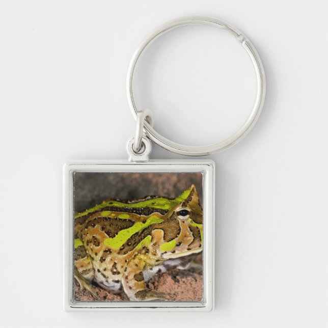 Brazilian Horn Frog, Ceratophrys cornuta, Native Key Ring (Front)