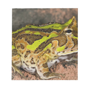 Brazilian Horn Frog, Ceratophrys cornuta, Native Notepad