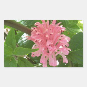Brazilian plume flower rectangular sticker