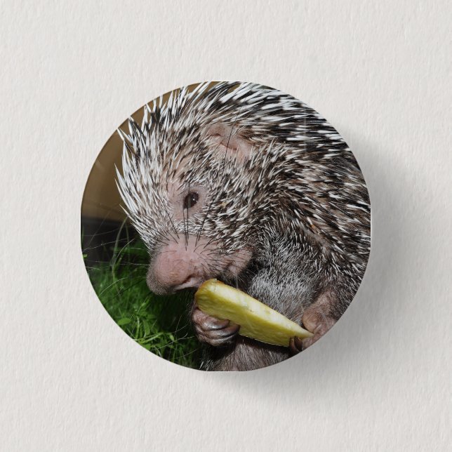 Brazilian porcupine or Prehensile-tailed porcupine 3 Cm Round Badge (Front)