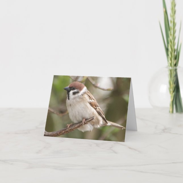 Brazilian/sparrow Card (Front)