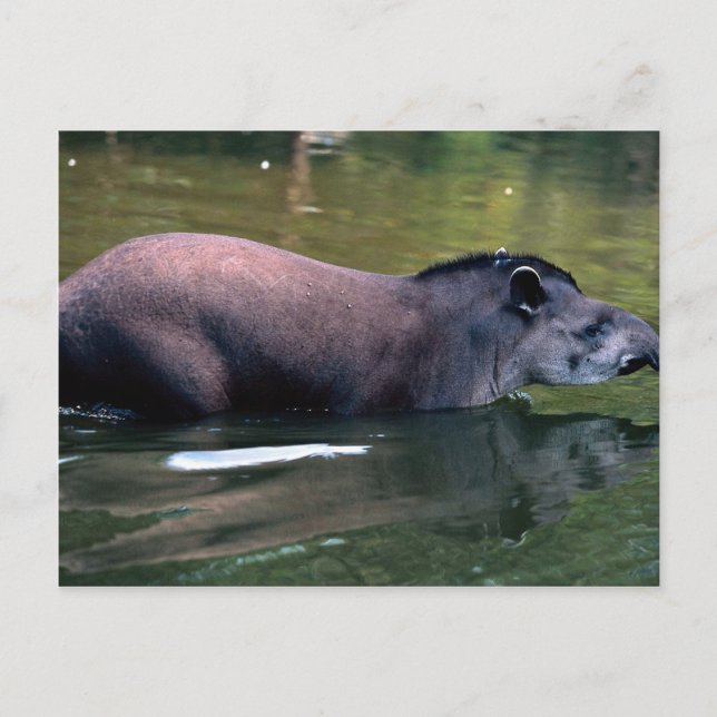 Brazilian Tapir (Tapirus terrestris) Postcard (Front)