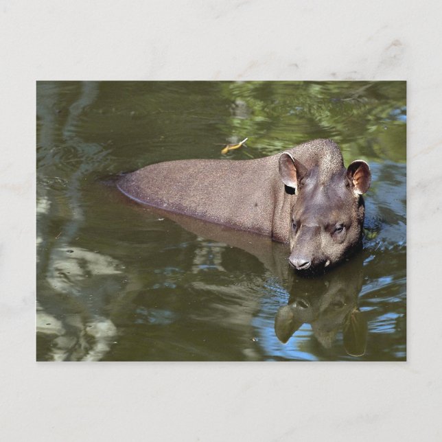 Brazilian Tapir (Tapirus terrestris) Postcard (Front)