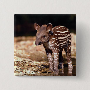 Brazilian Tapir, young calf beside river 15 Cm Square Badge
