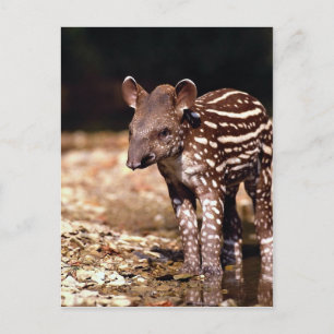 Brazilian Tapir, young calf beside river Postcard