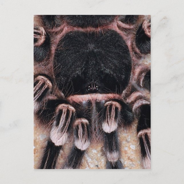 Brazilian White Knee Tarantula Postcard (Front)