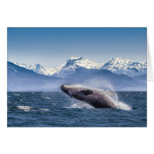 Breaching Humpback Whale In Alaska