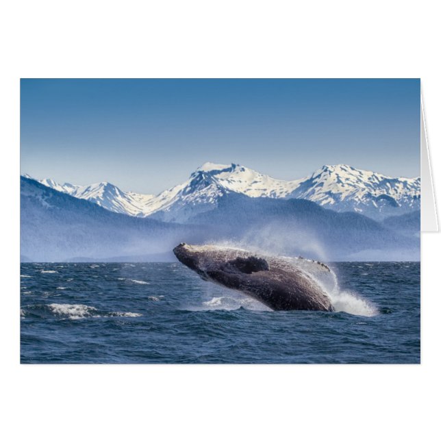 Breaching Humpback Whale In Alaska (Front Horizontal)