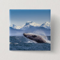 Breaching Humpback Whale In Alaska