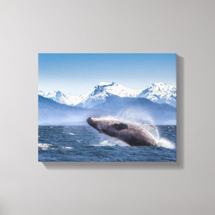 Breaching Humpback Whale In Alaska Canvas Print