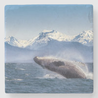 Breaching Humpback Whale In Alaska