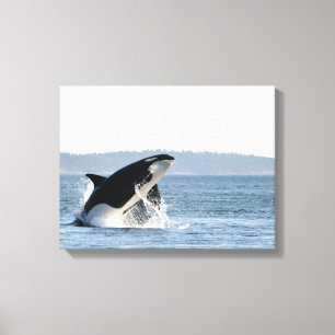 Breaching Orca Canvas Print