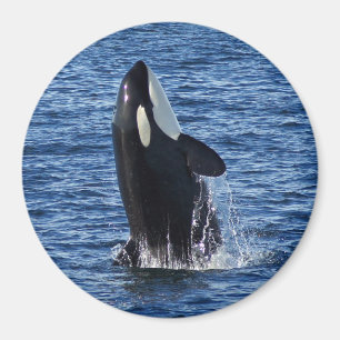 Breaching Orca (Killer Whale) Magnet