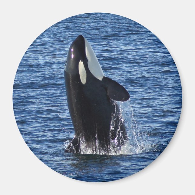 Breaching Orca (Killer Whale) Magnet (Front)