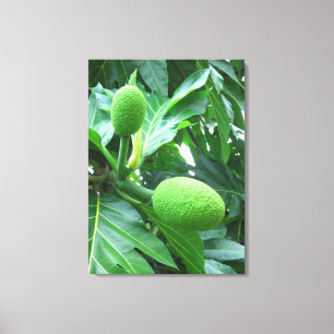 Breadfruit Canvas Print