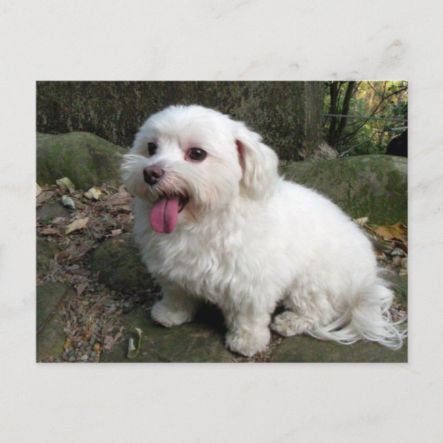 Break Time Postcard (Front)