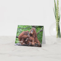 Breakfast with the Orangutans Funny