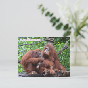Breakfast with the Orangutans Singapore Zoo Postcard