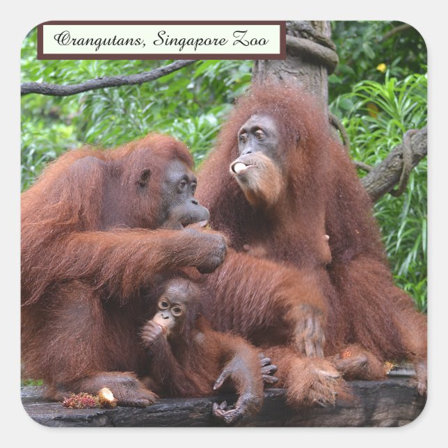 Breakfast with the Orangutans Singapore Zoo Square Square Sticker (Front)