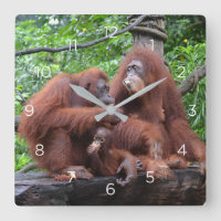 Breakfast with the Orangutans Singapore Zoo