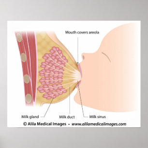 Breastfeeding technique, labelled drawing. poster