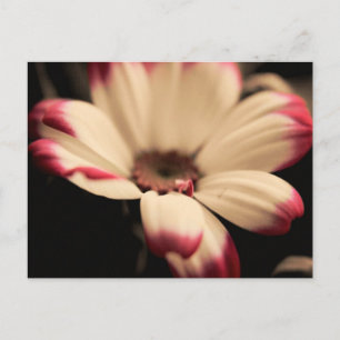Breathless Postcard