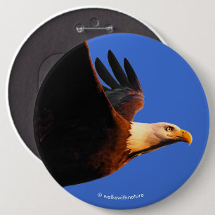Breathtaking Bald Eagle in Winter Sunset Flight 6 Cm Round Badge