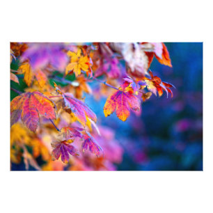 Breathtaking Japanese Maple leaves Photo Print