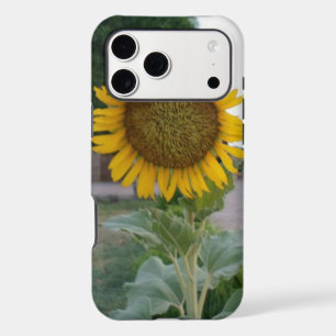 Breathtaking Natural Sunflower Golden Radiance A