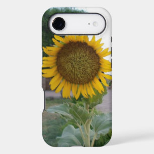 Breathtaking Natural Sunflower   Golden Radiance A