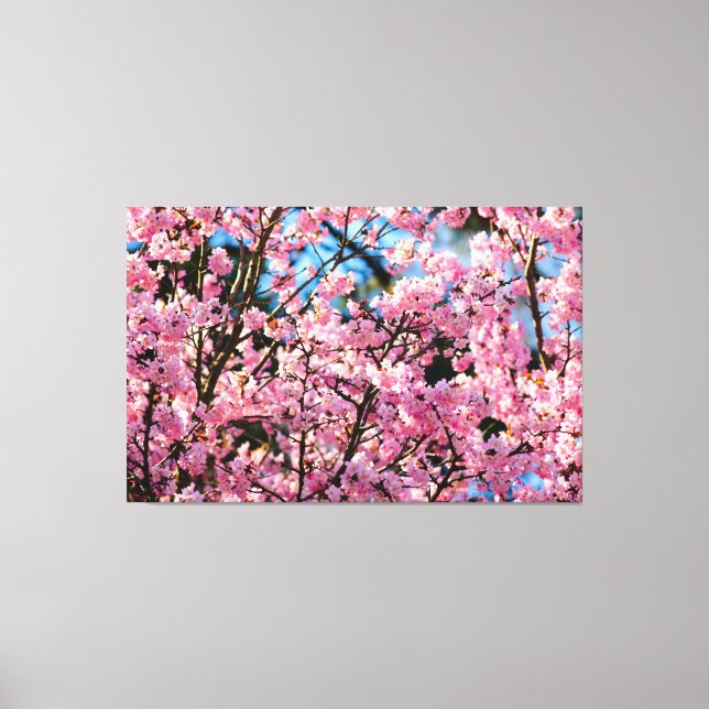 Breathtaking Sakura Tree In Pink Bloom Of Spring Canvas Print (Front)