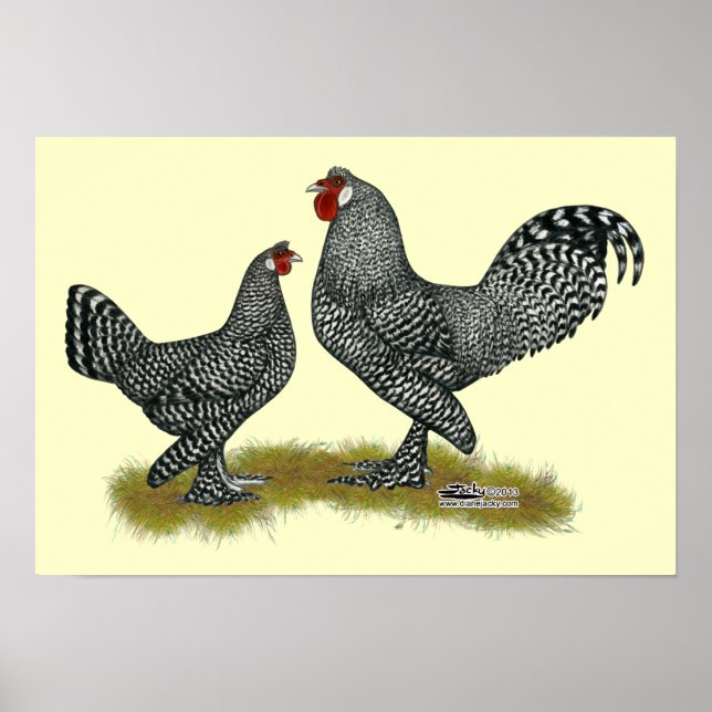 Breda Chickens Cuckoo Poster (Front)