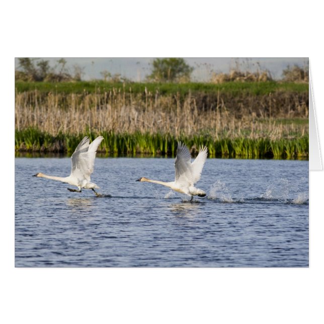 Breeding pair of tundra swans takeoff for (Front Horizontal)