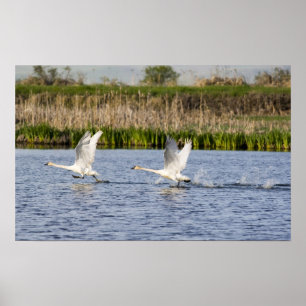 Breeding pair of tundra swans takeoff for poster