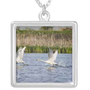 Breeding pair of tundra swans takeoff for silver plated necklace