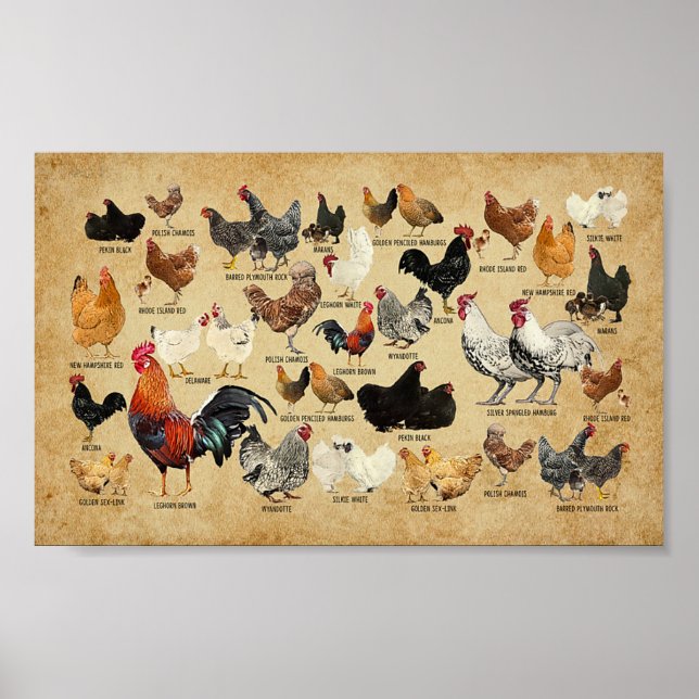 Breeds Of Chicken Vintage Farmer Poster (Front)