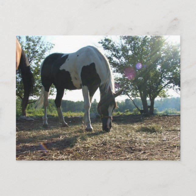 Breezy Sunbeams Postcard (Front)