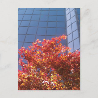 Brentwood Trees and Glass Postcard