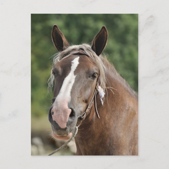 Breton draught mare postcard (Front)