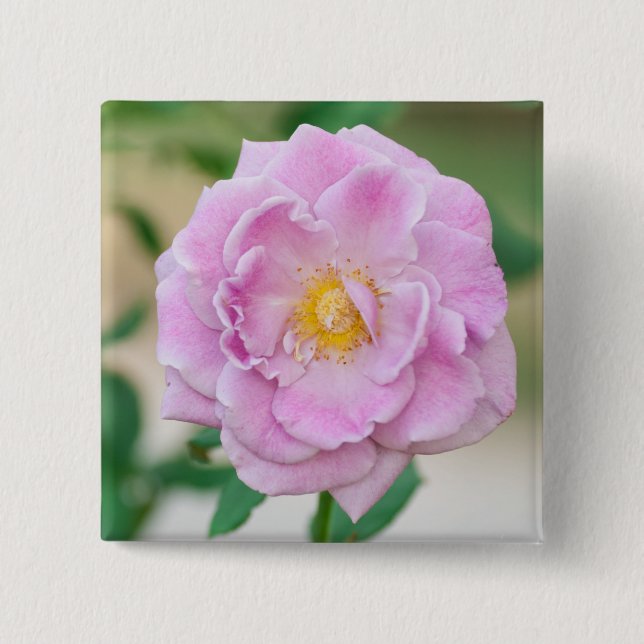 Briar Rose 15 Cm Square Badge (Front)
